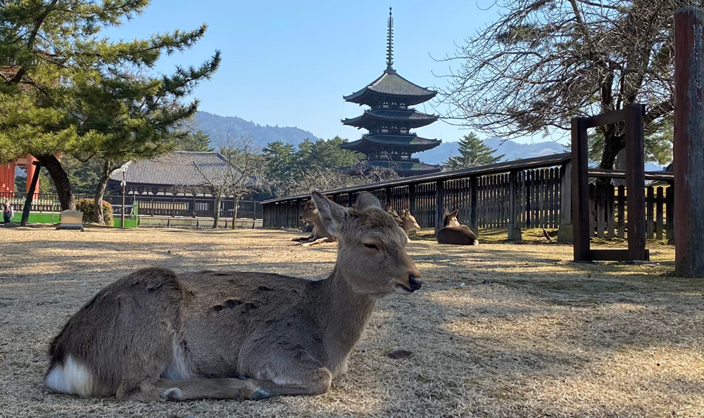 奈良公園内の鹿と興福寺の五重塔